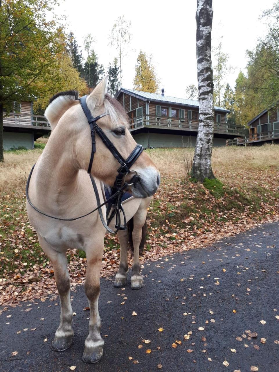 Chalet Le Forestier Büllingen Dış mekan fotoğraf